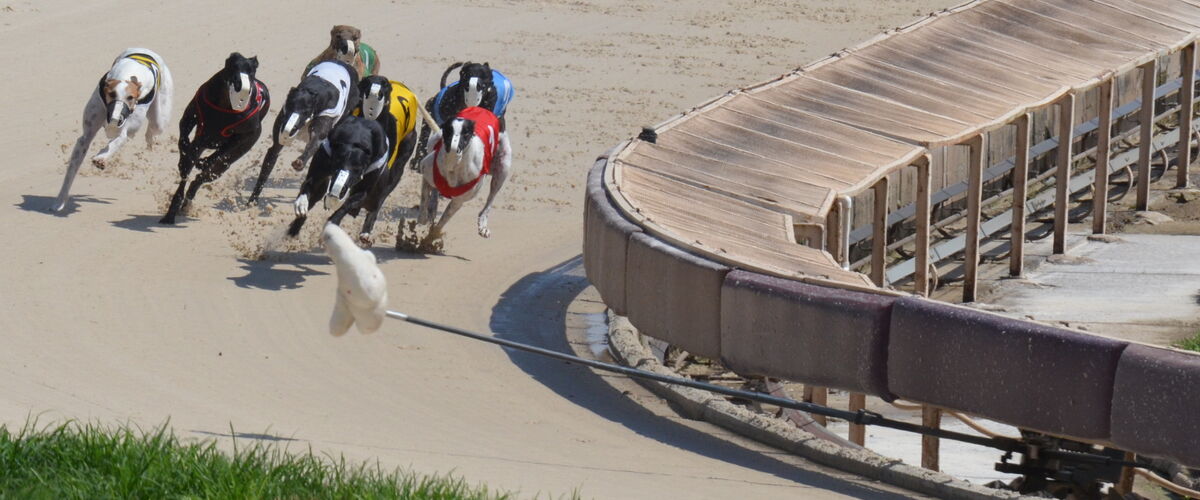 Greyhounds bursting from the traps