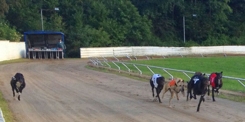 Pack of greyhounds rounding the bend