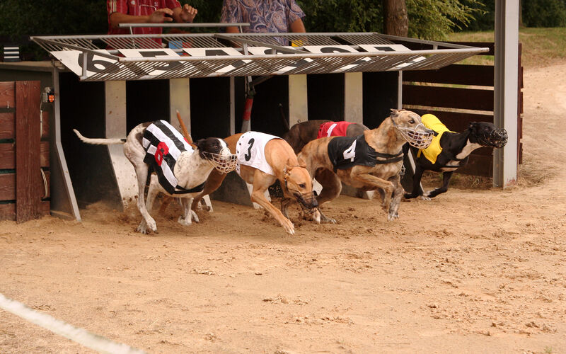 Greyhound in full sprint